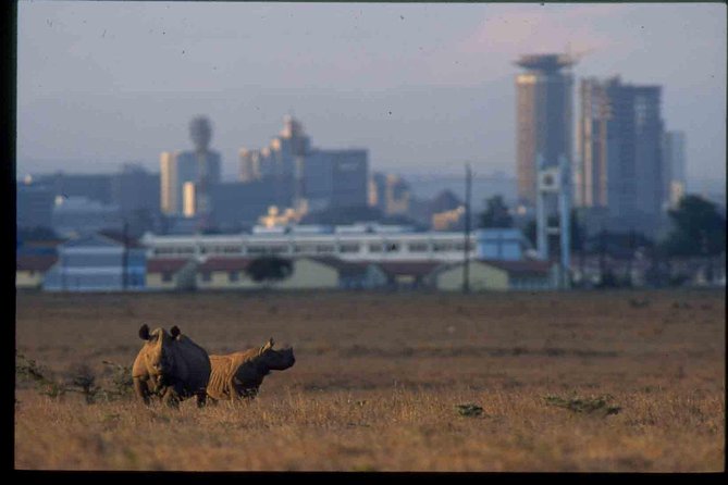 Nairobi National Park Safari - Inside the park, watch for the animals that matter most