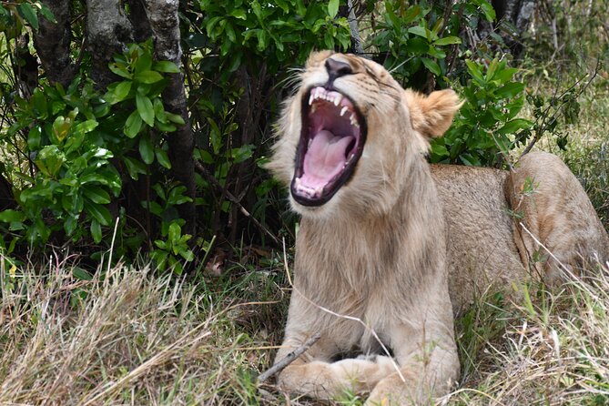 Nairobi National Park Shared Tour - Why Nairobi National Park makes a smart half-day safari