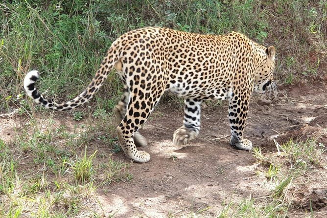 Nairobi National Park, Sheldrick Elephant, Giraffe Centre Tour - Kobe Beads, Karen Blixen, or both?
