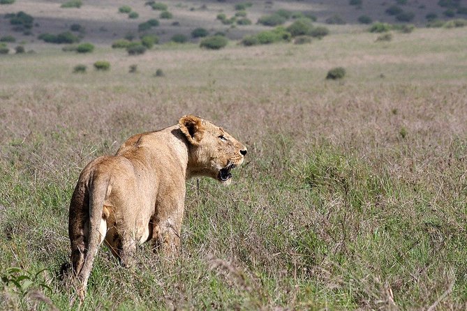 Nairobi National Park, Sheldrick Elephant, Giraffe Centre Tour - What the $50 price really covers