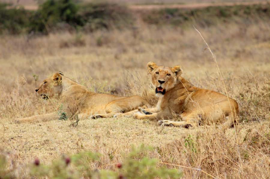 Nairobi: National Park, Sheldrick, Giraffe Center & Bomas - Key points to know before you book