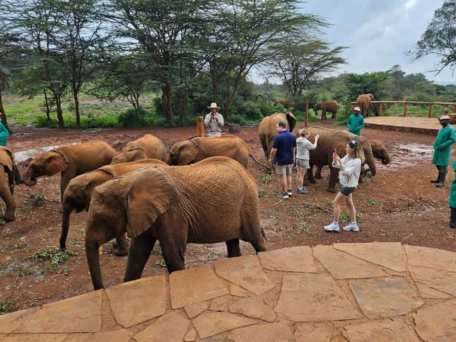 Nairobi: National Park, Sheldrick, Giraffe Center & Bomas - Guides, vehicles, and the value of $33