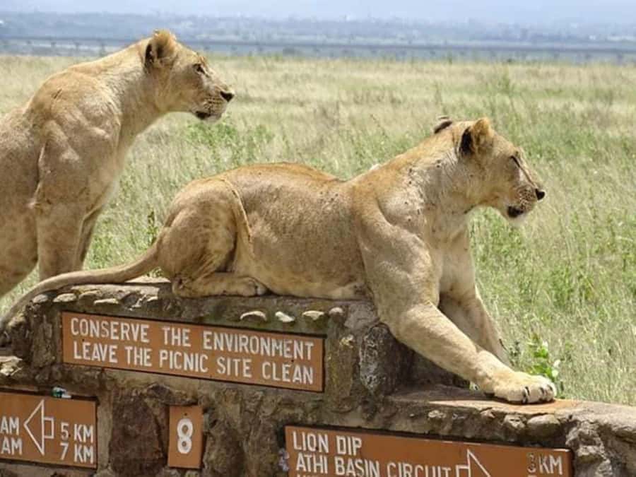 Nairobi: National Park, Sheldrick, Giraffe Center & Bomas - Nairobi National Park with the city behind you