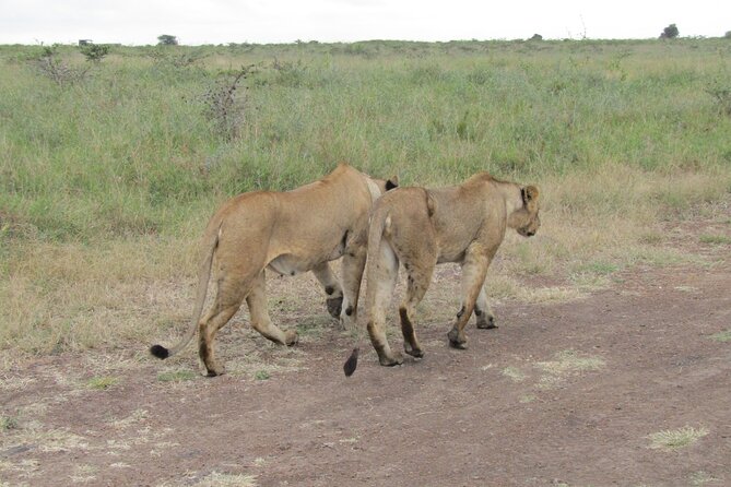 Nairobi National Park Sheldrick & Giraffe Centre Day Trip - A Nairobi safari without leaving the city