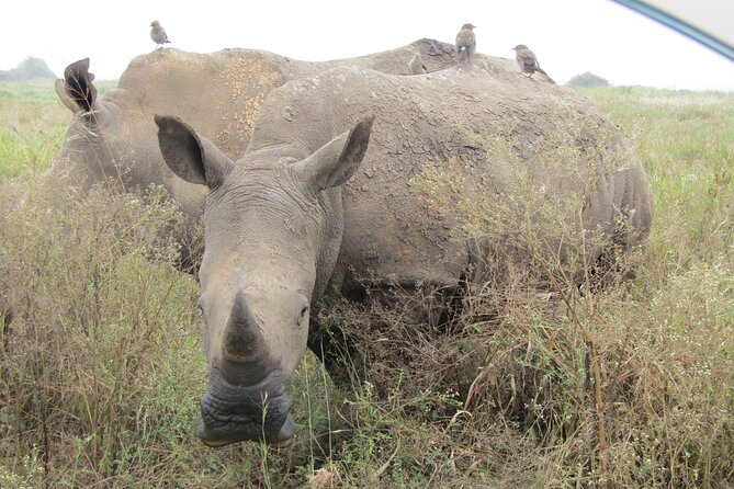 Nairobi National Park Sheldrick & Giraffe Centre Day Trip - Who should book this Nairobi day trip