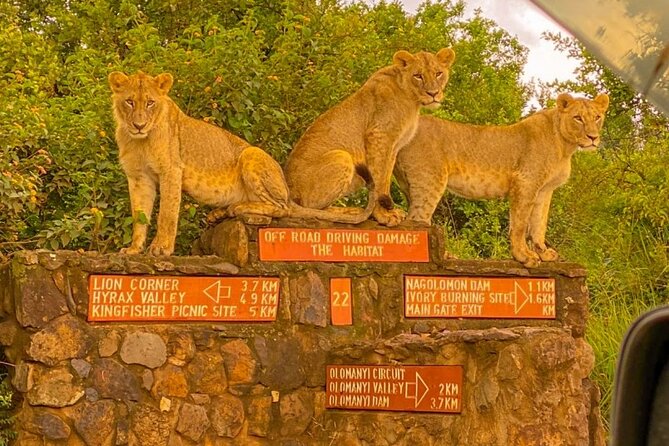 Nairobi National park sun rise game drive with pickup & drop-off - Looking for rhinos, lions, and buffaloes