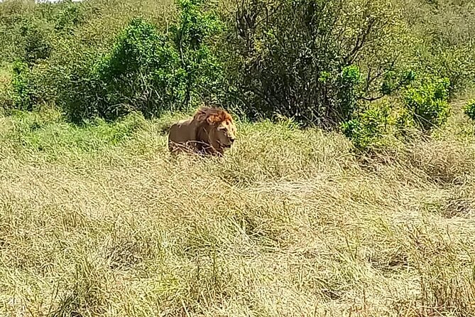Nairobi National park sun rise game drive with pickup & drop-off - Nagolomani and Hyena Dam