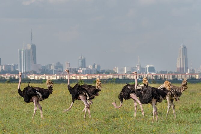 Nairobi National park sun rise game drive with pickup & drop-off - Leaving the park and stopping for coffee