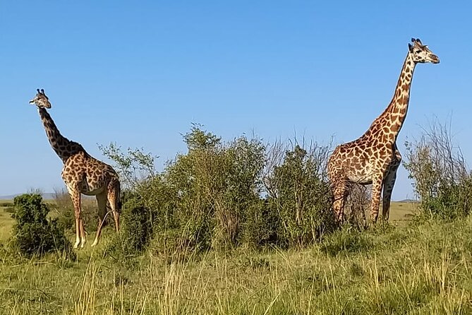 Nairobi National park sun rise game drive with pickup & drop-off - Entering Nairobi National Park at sunrise