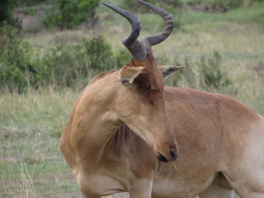 Nairobi national park: Sunrise and Sunset Tours - Key points at a glance