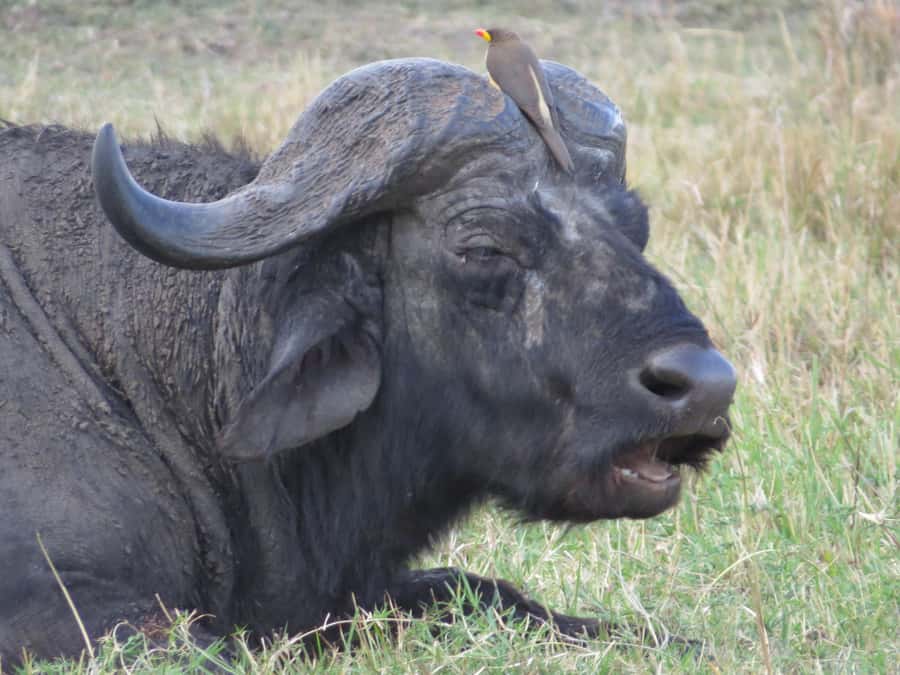 Nairobi national park: Sunrise and Sunset Tours - Why this safari is unusual: wildlife beside a capital city