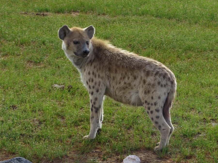 Nairobi national park: Sunrise and Sunset Tours - Who will enjoy this outing most