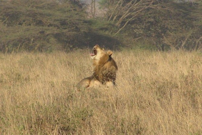 Nairobi National Park Tour - Why Nairobi National Park works so well