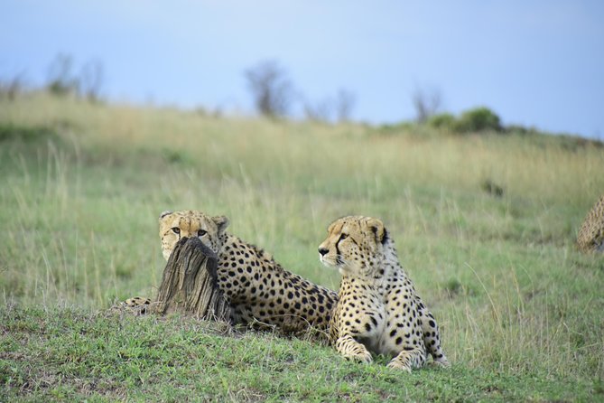 Nairobi National Park Tour - Open-top vehicles and the comfort question
