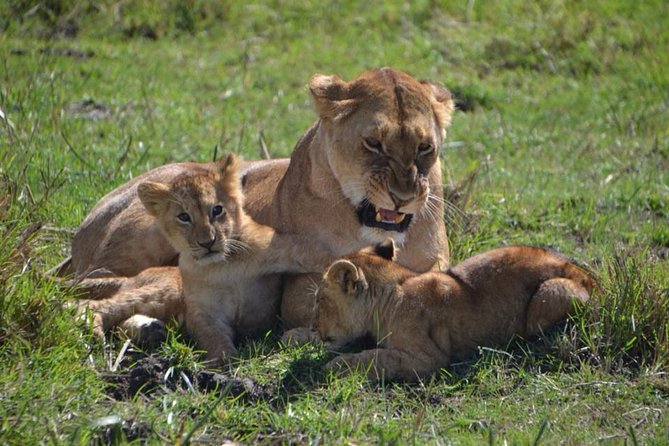 Nairobi National Park Tour - Safari walking and the limits of an up-close encounter