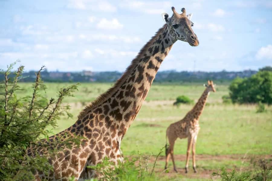 Nairobi National Park Tour (All Park Entry Fees Included) - Key points to know before booking