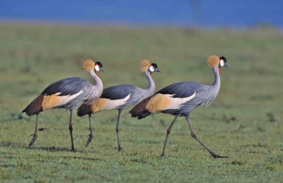 Nairobi National Park Tour (All Park Entry Fees Included) - Why Nairobi National Park makes a smart first safari
