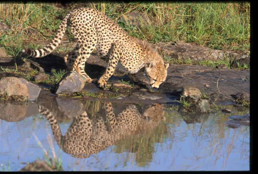 Nairobi National Park Tour (All Park Entry Fees Included) - Inside the park: four hours of searching and watching