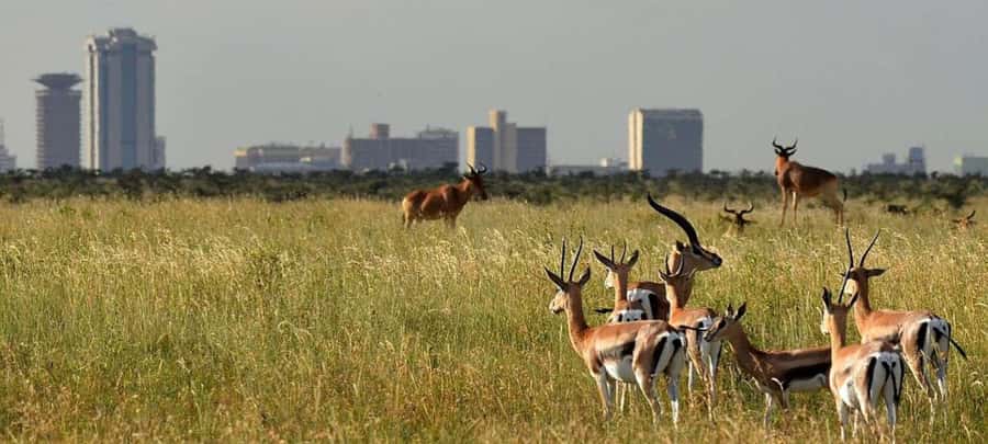 Nairobi National Park Tour (All Park Entry Fees Included) - The search for lions and cheetahs