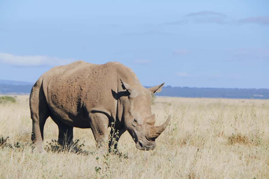 Nairobi National Park Tour (All Park Entry Fees Included) - The Ivory Burning Site adds weight to the outing