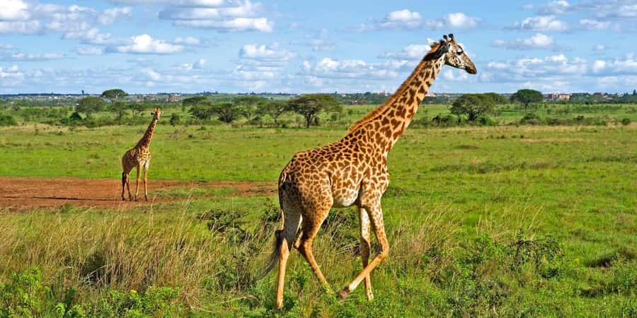 Nairobi National Park Tour (All Park Entry Fees Included) - Responsible tourism and the role of the guide