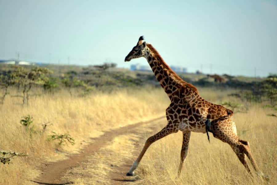 Nairobi National Park Tour (All Park Entry Fees Included) - Is $115 good value for a half-day safari?