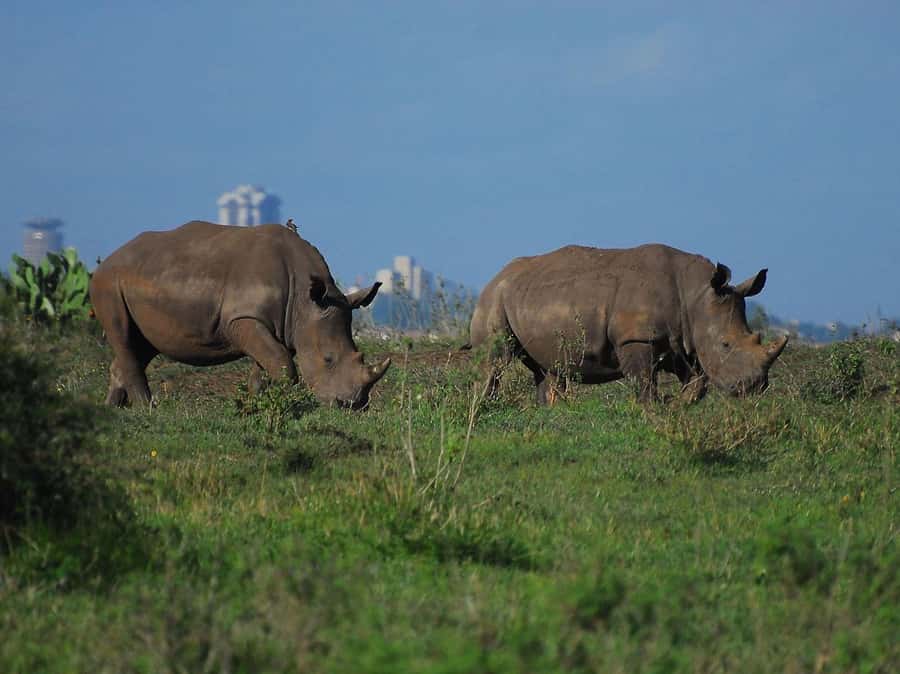 Nairobi National Park Tour (All Park Entry Fees Included) - Hotel pickup keeps the morning simple