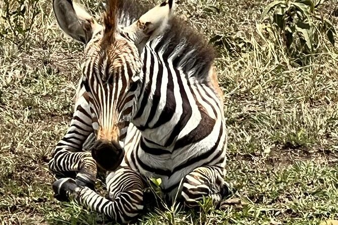 Nairobi National Park Tour From 0600hrs - 1130hrs or From 1300hrs - 1800hrs - Inside the park: what you are looking for