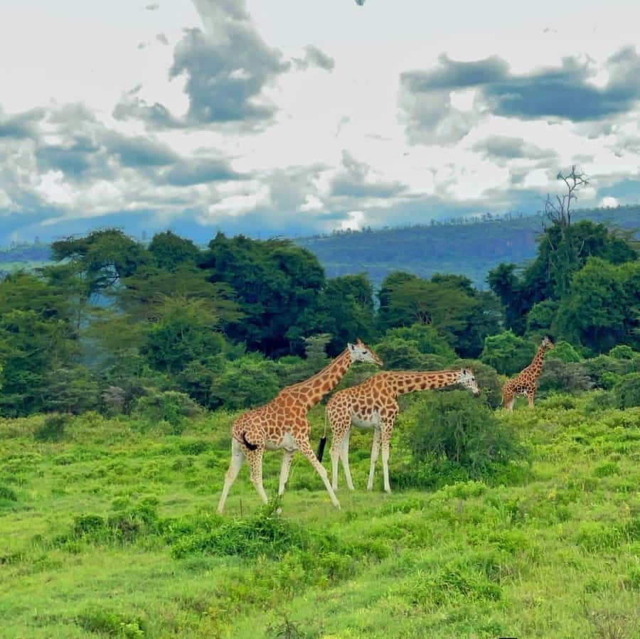 Nairobi National Park with Options - A full day of Kenya without leaving Nairobi