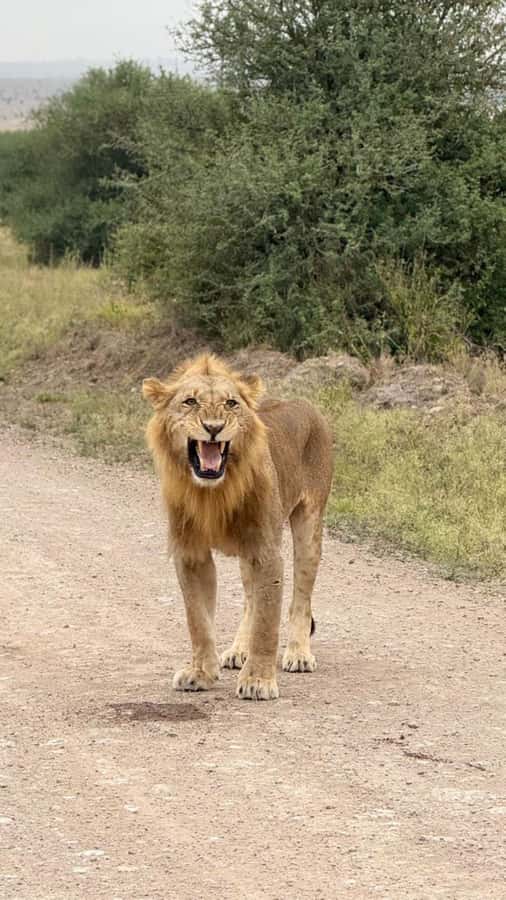 Nairobi National Park with Options - What the $40 price really covers
