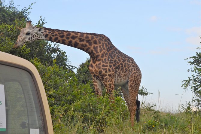 Nairobi National park - Starting at City Market at 8:00 am