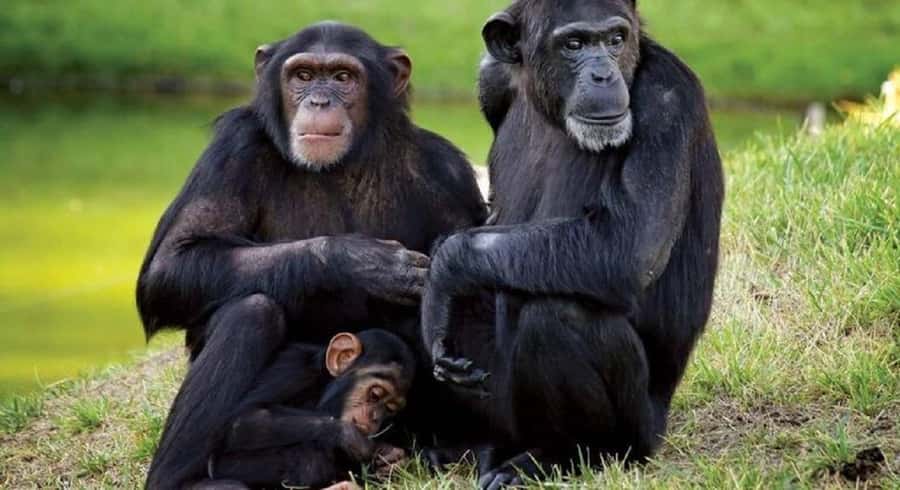 Nairobi: Ol Pejeta Conservancy Day Trip with Game Drives - Leaving Nairobi at 5:00 AM