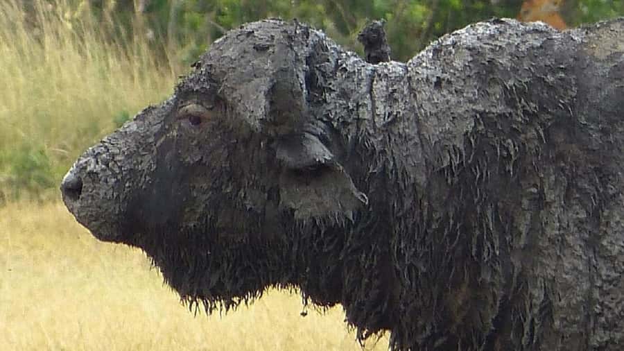 Nairobi: Ol Pejeta Conservancy Day Trip with Game Drives - Sweetwaters Chimpanzee Sanctuary