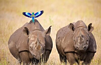 Ol Pejeta Conservancy Day Trip with Game Drives