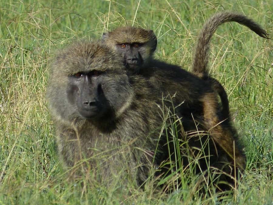 Nairobi: Ol Pejeta Conservancy Day Trip with Game Drives - Lunch at Morani’s Restaurant