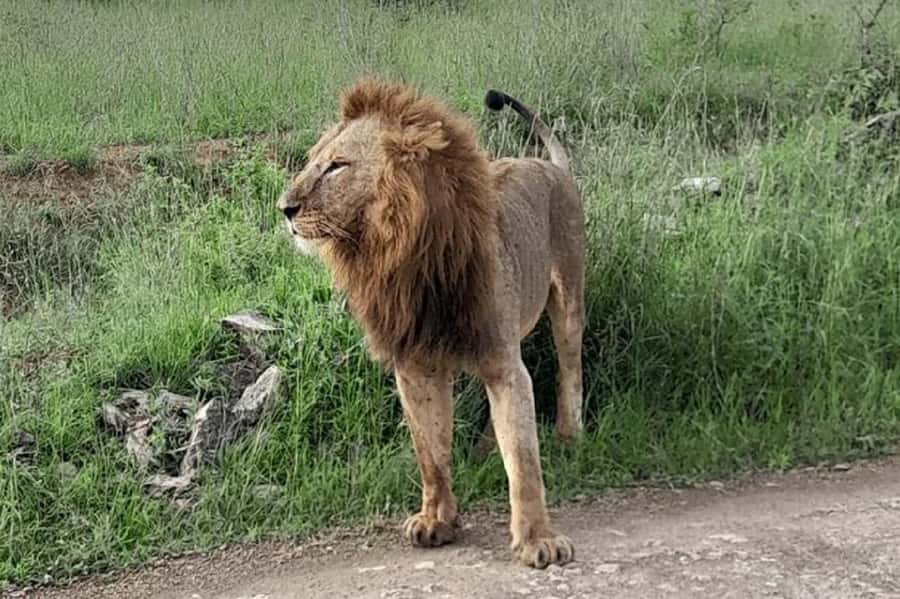 Nairobi: Ol Pejeta Conservancy Day Trip with Game Drives - Meeting the Northern White Rhinos