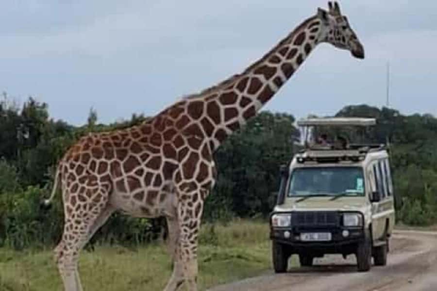 Nairobi: Ol Pejeta Conservancy Day Trip with Game Drives - The Afternoon Game Drive and Return to Nairobi