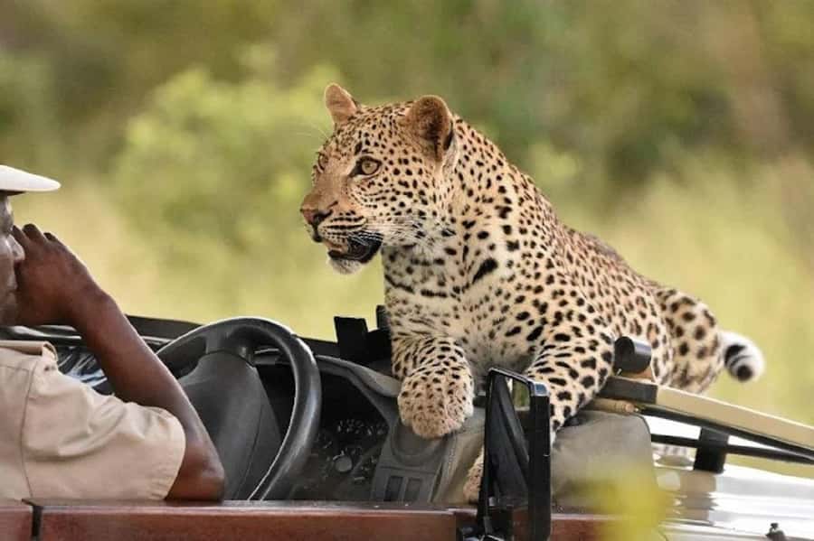 Nairobi: Ol Pejeta Conservancy Day Trip with Game Drives - Is $176 a Fair Price?