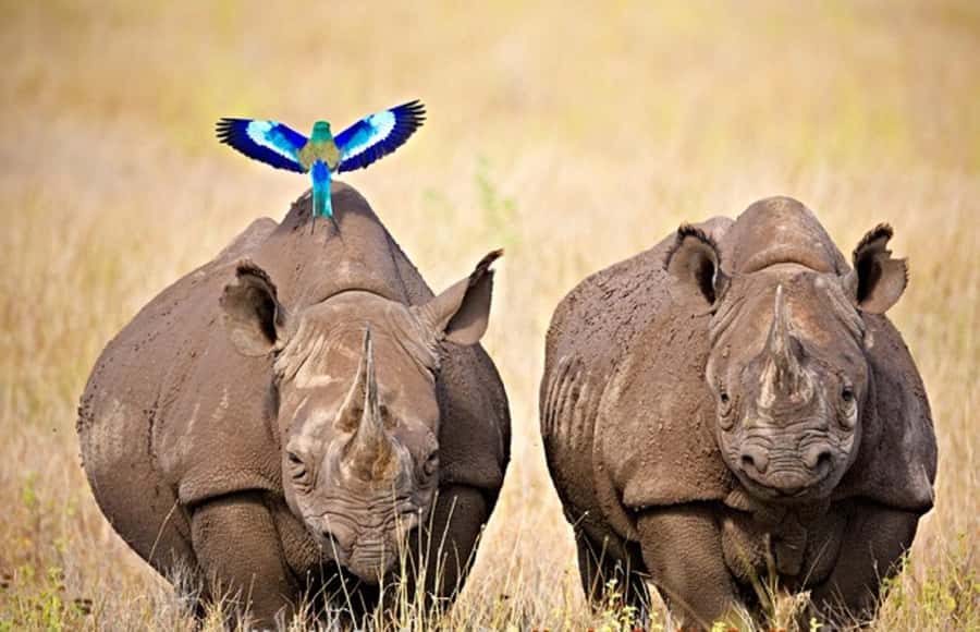 Nairobi: Ol Pejeta Conservancy Day Trip with Game Drives - Reaching Ol Pejeta Around 9:00 AM