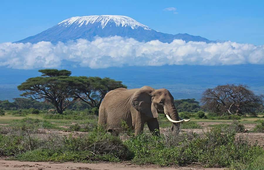 Nairobi: Overnight Safari Trip to Amboseli National Park - Lunch and the first afternoon in Amboseli