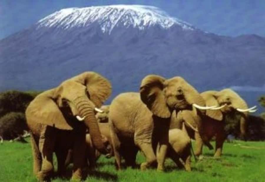 Nairobi: Overnight Safari Trip to Amboseli National Park - The Nairobi pickup and drive south