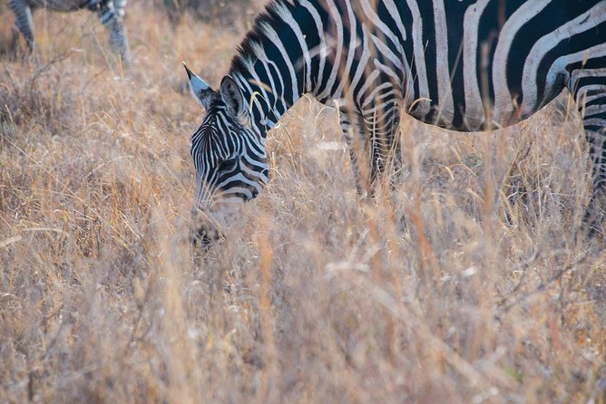 Nairobi Park/elephant Orphanage/giraffe Centre/lunch/karen Blixen/bomas Of Kenya - From elephant rescue to the Giraffe Centre