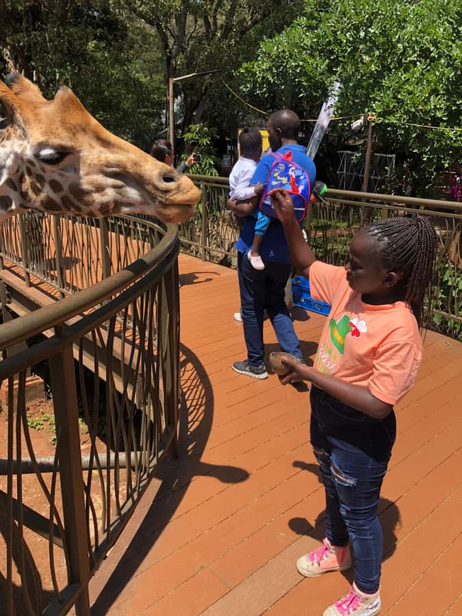 Nairobi Park, Elephant Sanctuary, & Giraffe Center Tour - Key points to know before booking