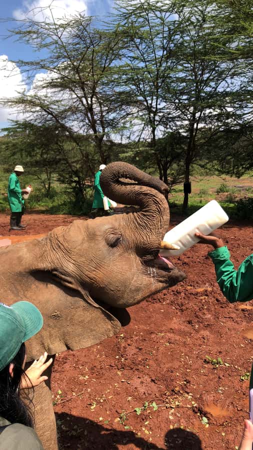 Nairobi Park, Elephant Sanctuary, & Giraffe Center Tour - Why this Nairobi half-day tour works so well