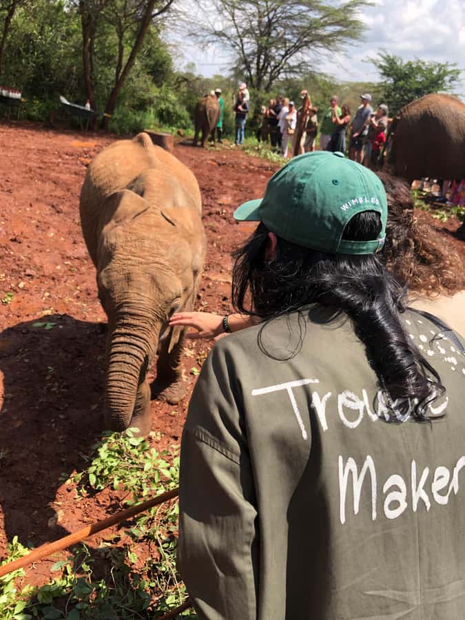 Nairobi Park, Elephant Sanctuary, & Giraffe Center Tour - The rescued elephants and a baby rhino