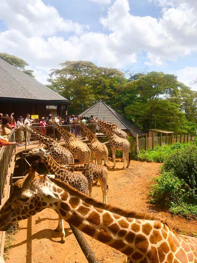 Nairobi Park, Elephant Sanctuary, & Giraffe Center Tour - Feeding Rothschild giraffes at the center