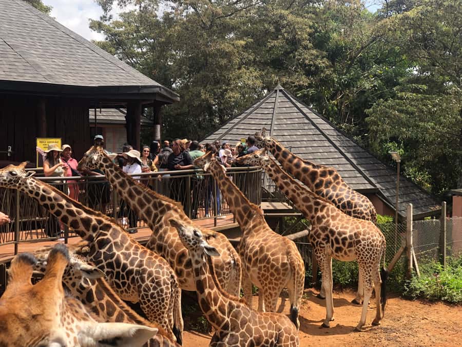 Nairobi Park, Elephant Sanctuary, & Giraffe Center Tour - What the $80 price really covers