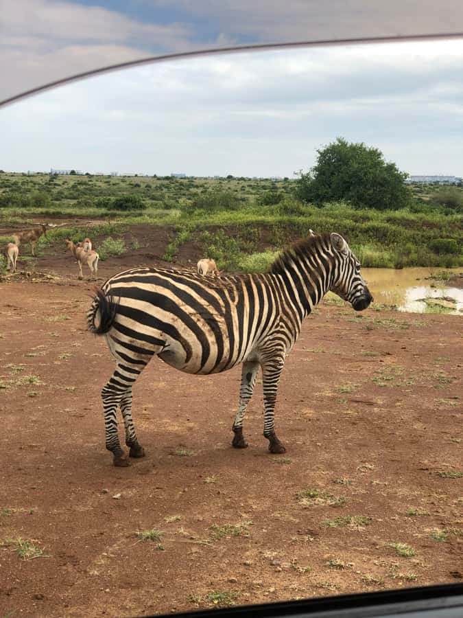 Nairobi Park, Elephant Sanctuary, & Giraffe Center Tour - What to bring and what not to expect