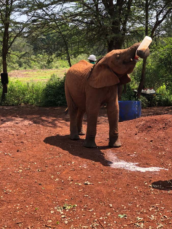 Nairobi Park, Elephant Sanctuary, & Giraffe Center Tour - Who will enjoy this tour most