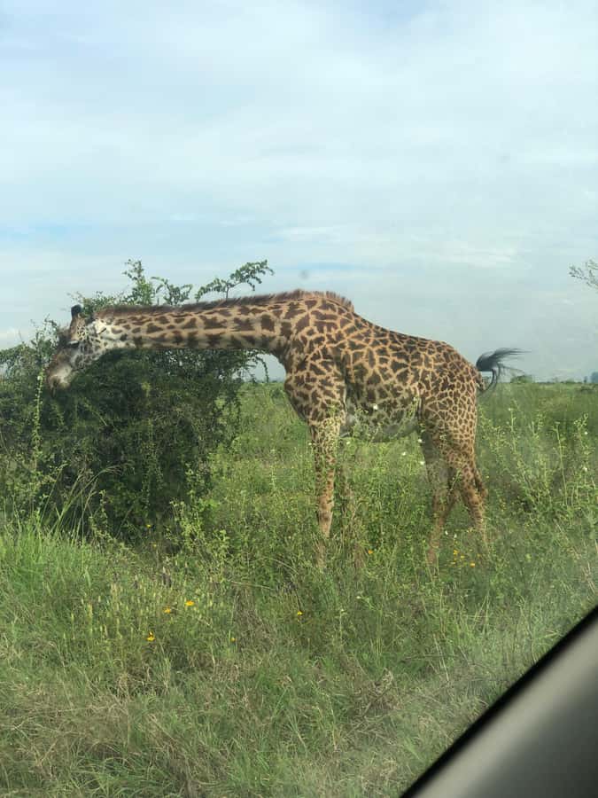 Nairobi Park, Elephant Sanctuary, & Giraffe Center Tour - Booking advice and final verdict